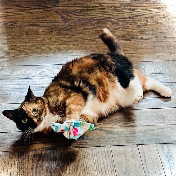 Meet your Posher, Melissa - Picture 1 of 1